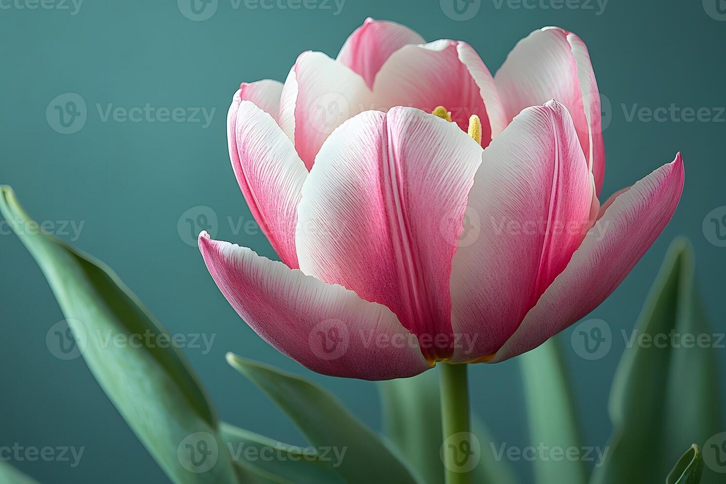 Close-Up of Pink Tulip Bloom with Delicate Petals for Spring Decor or Botanical Design photo