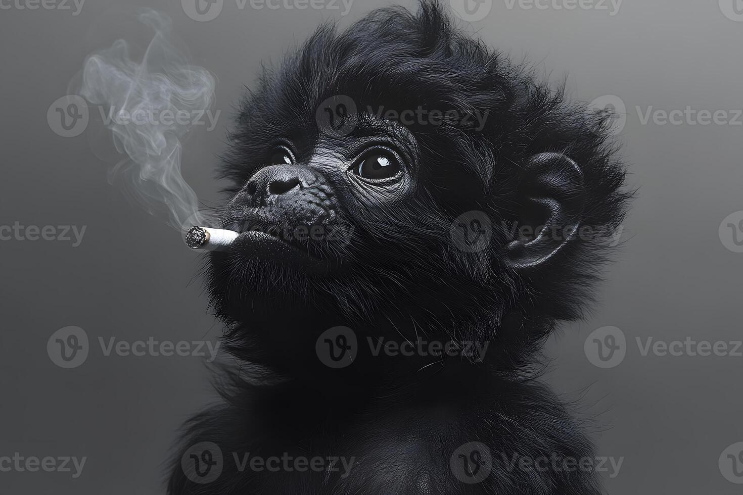 その他 Smoker Black Monkey Black Smoker Guitar | MODELS