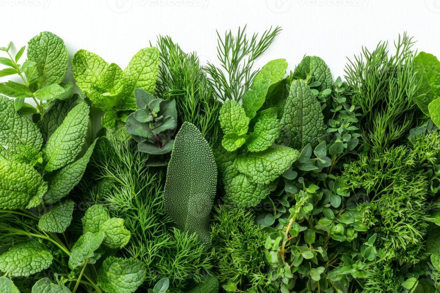 vibrant mix of fresh herbs such as dill rosemary and thyme exhibits intricate leaf patterns against white background highlighting their natural beauty and freshness photo