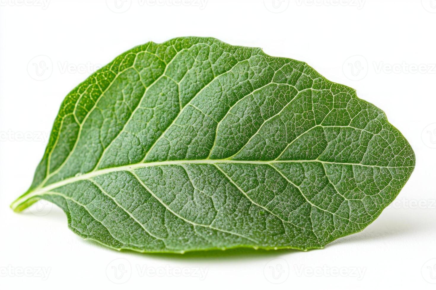kale leaf displays its detailed texture vibrant green colors and distinct curling edges. clean white background highlights natural beauty of leafy vegetable photo