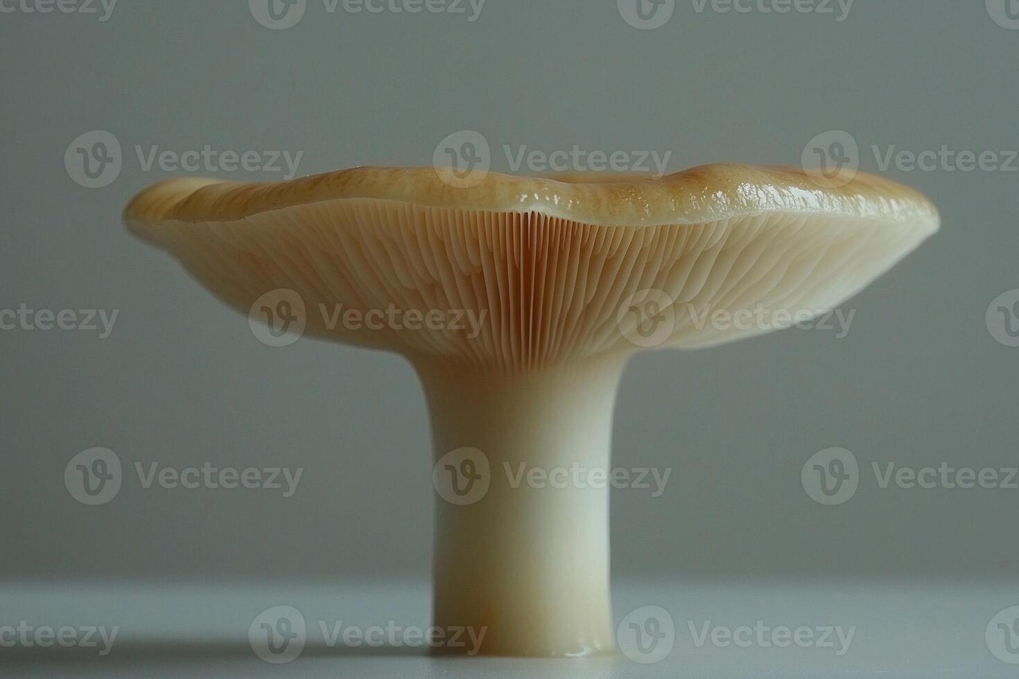 solitary white mushroom smooth rounded cap and short stem stands out against clean background highlighting its natural beauty and simplicity photo