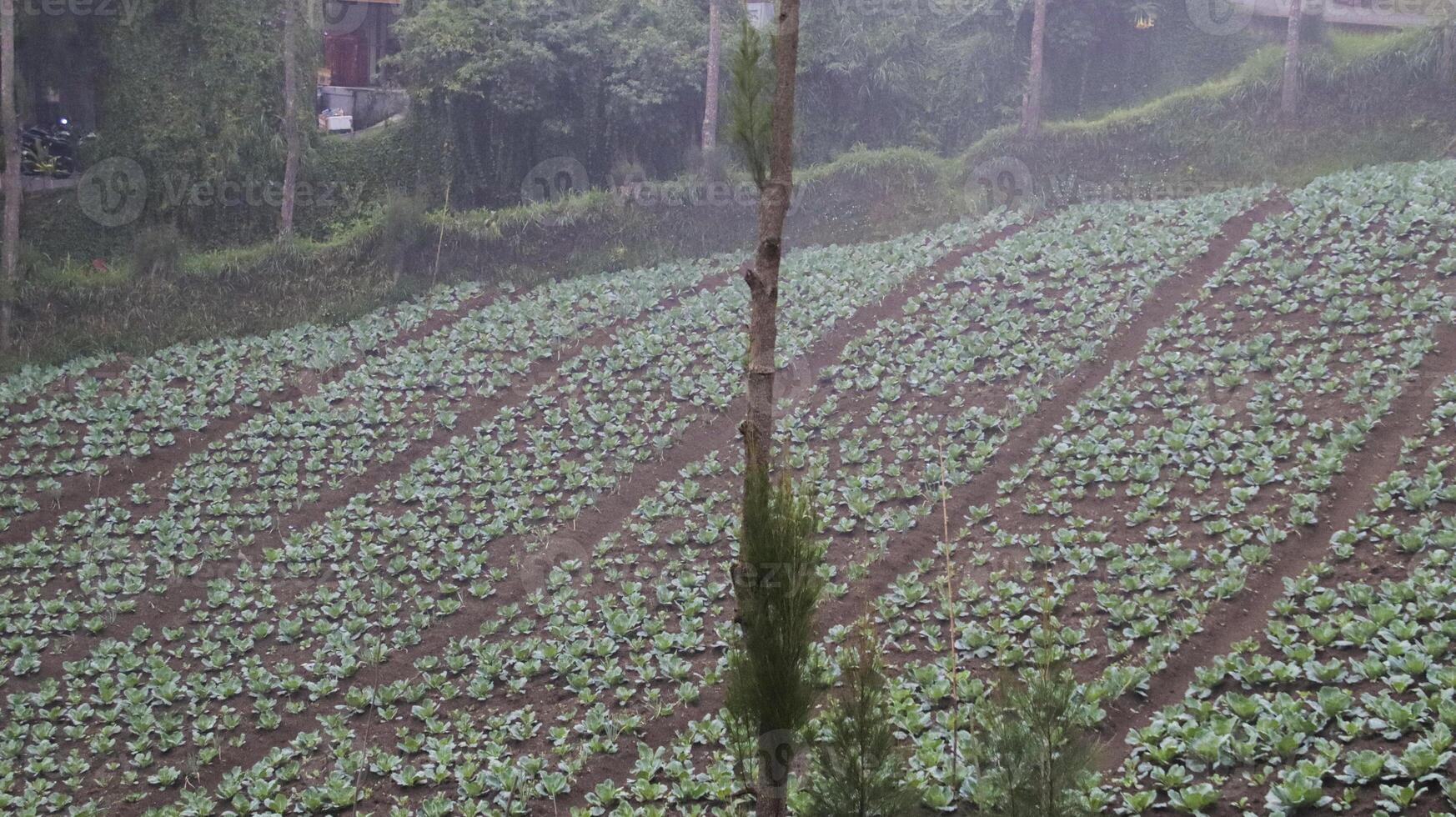 Hillside Vegetable Farming Landscape with Rows of Fresh Green Crops in Misty Valley During Early Morning photo