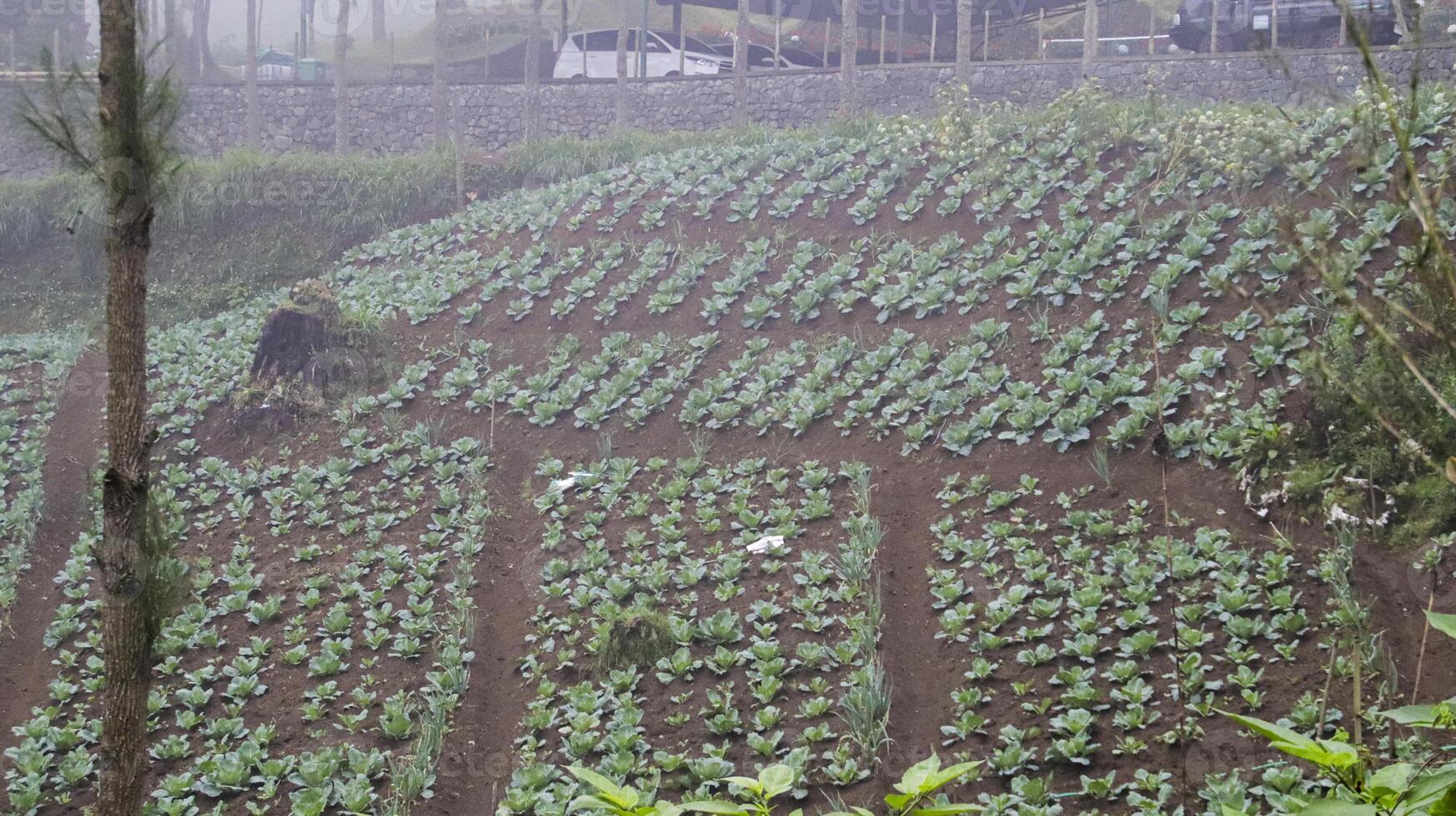 Hillside Vegetable Farming Landscape with Rows of Fresh Green Crops in Misty Valley. photo