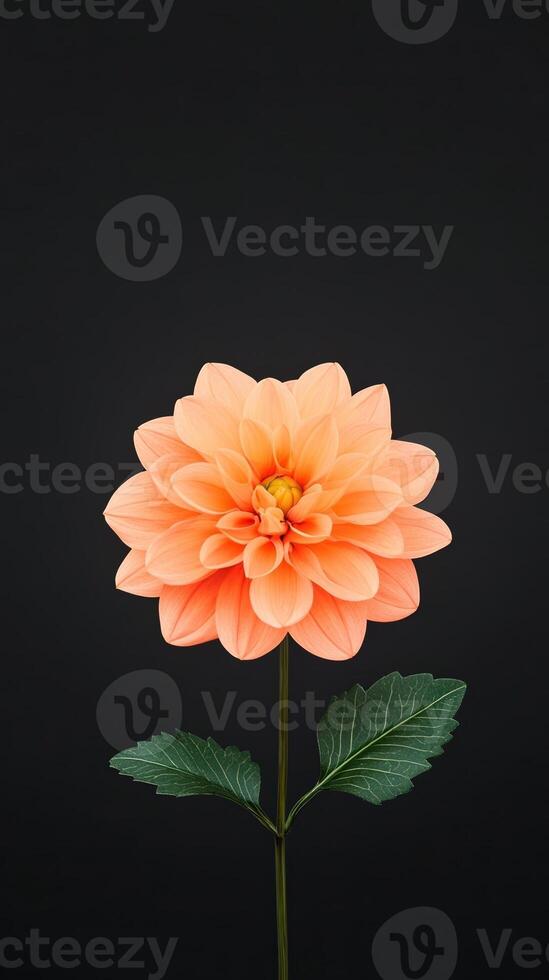Time Lapse of Orange Dahlia Flower Blooming Against Black Background in Stunning Detail and Vibrant Color, Perfect for Floral Enthusiasts and Nature Lovers Focused on Growth and Transformation photo