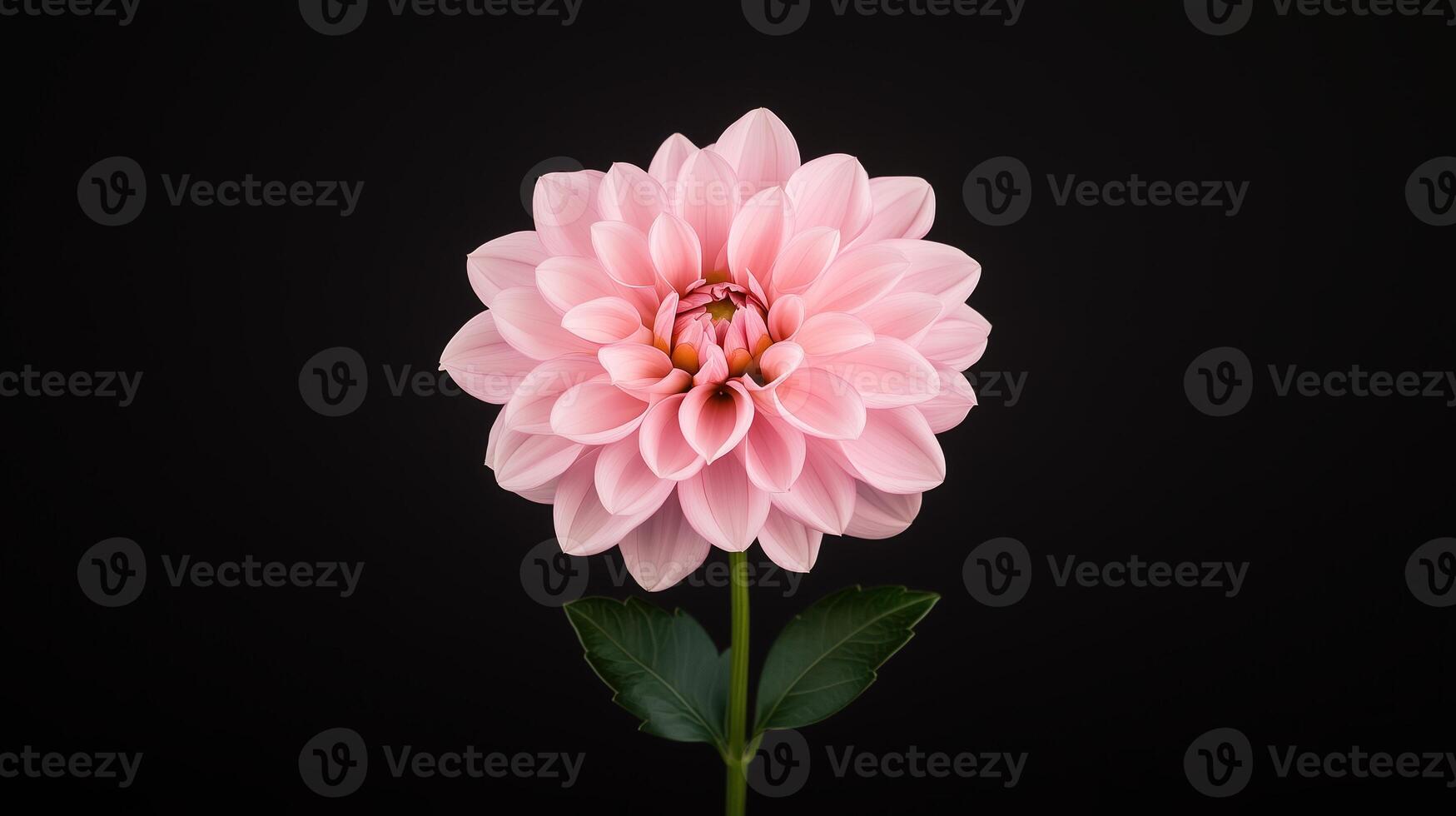 Time Lapse of a Beautiful Dahlia Flower Blooming on Dark Background Highlighting Delicate Petals and Vibrant Colors for Nature Lovers and Floral Design, Capturing Botanical Beauty in Close-Up photo
