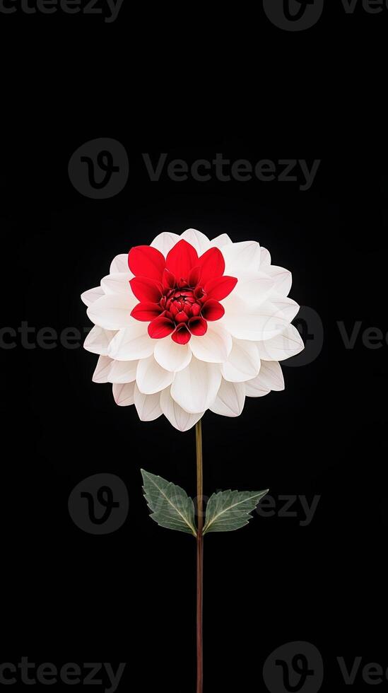 Time Lapse of Opening Red White Dahlia Flower on Black Background Capturing the Blooming Details of its Petals in Stunning Close-Up Elegance Suitable for Floral and Botanical Art Themes photo
