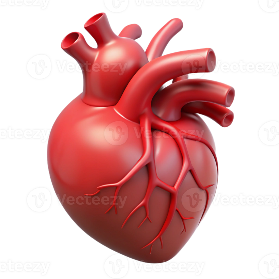 3D Human Heart Anatomy png
