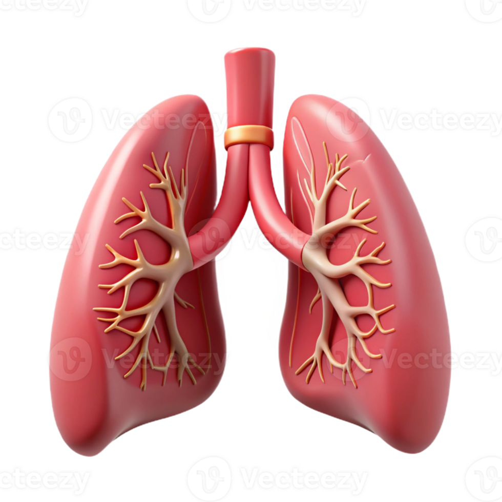 Human Lungs 3D Model png