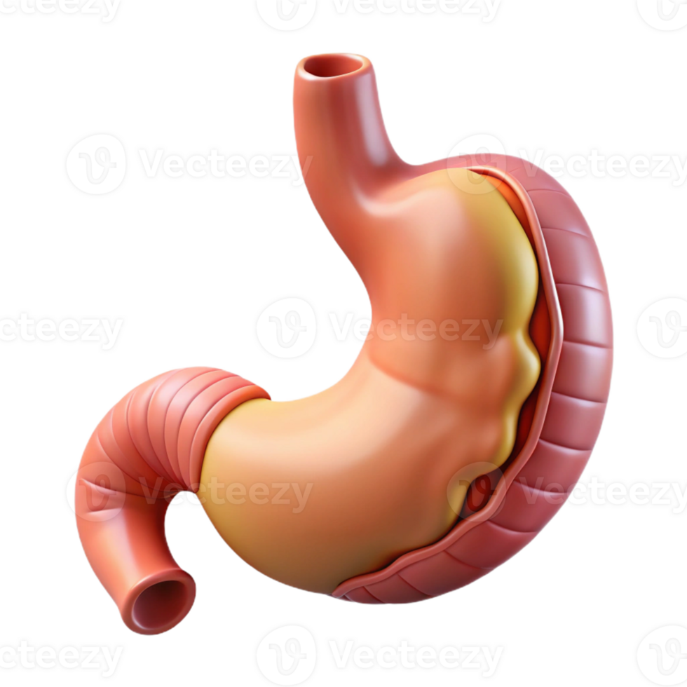 3D Rendered Human Stomach Illustration png