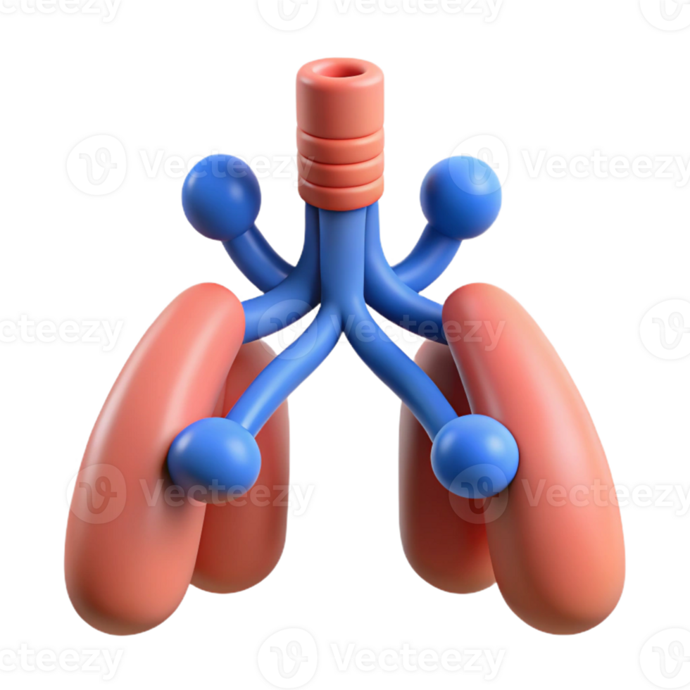 3D Illustration of Lungs and Trachea png