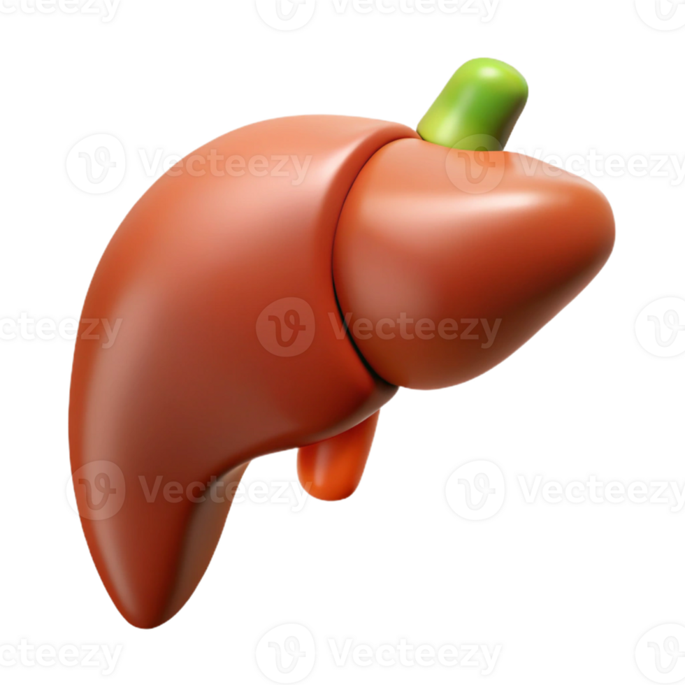 3D Rendered Liver Illustration png
