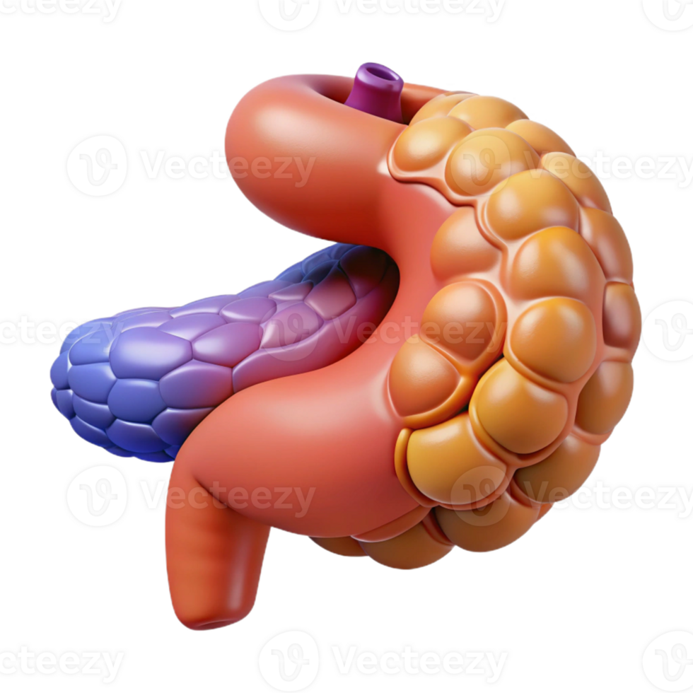 3D Illustration of Human Pancreas and Duodenum png