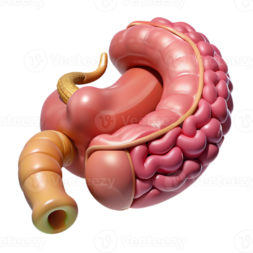 3D Model of the Small Intestine png