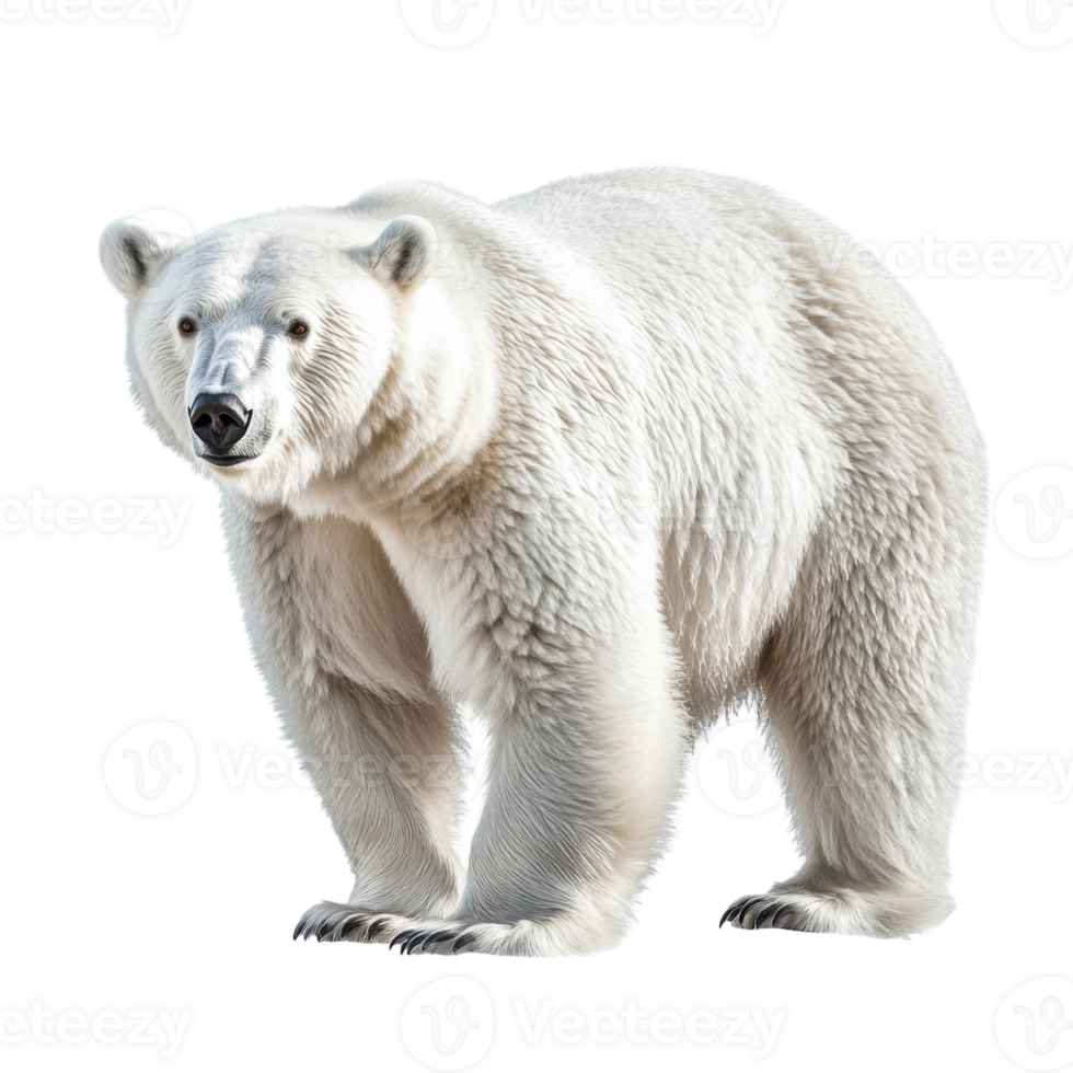 White Bear on White Background on transparent background. png