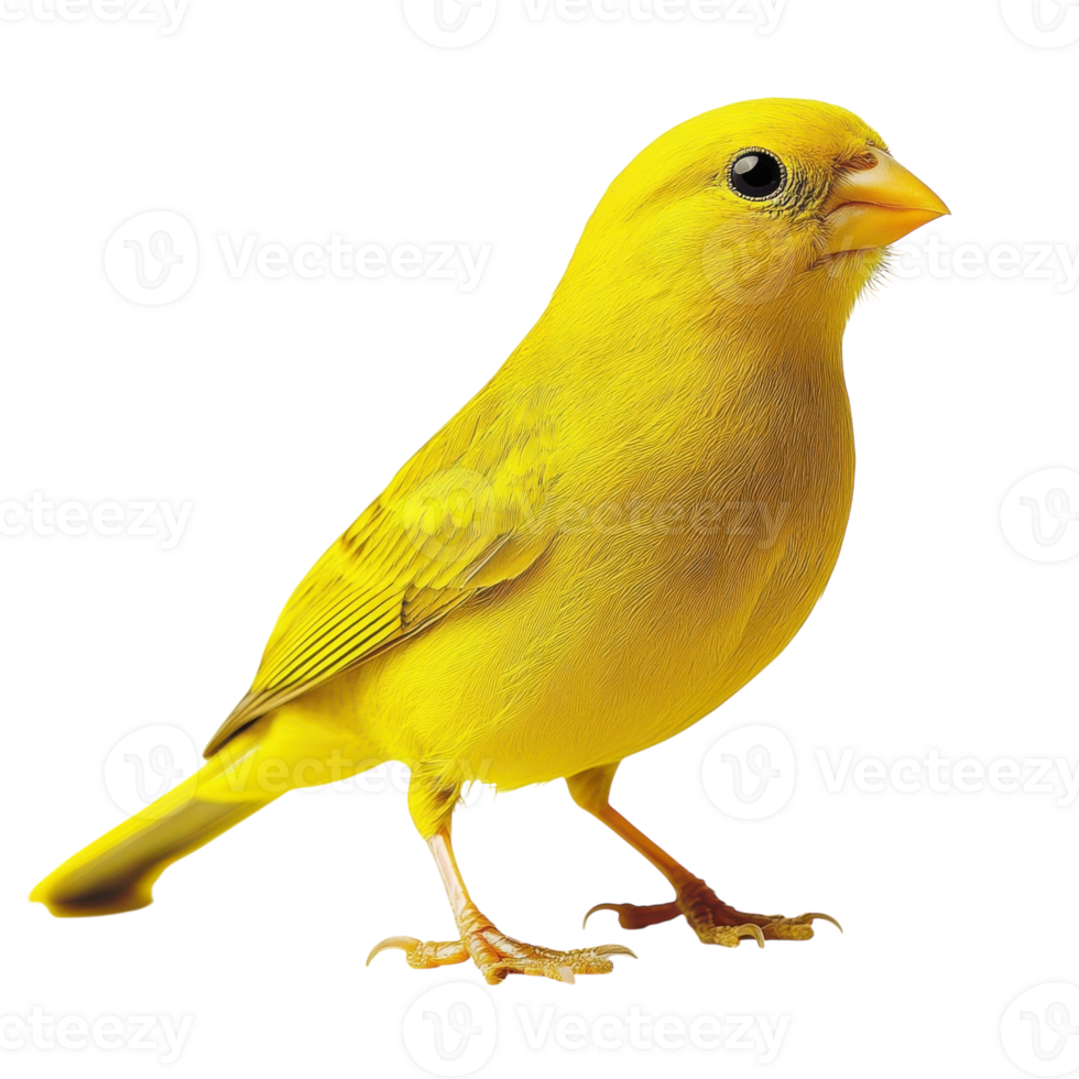 Yellow Bird White Background on transparent background. png