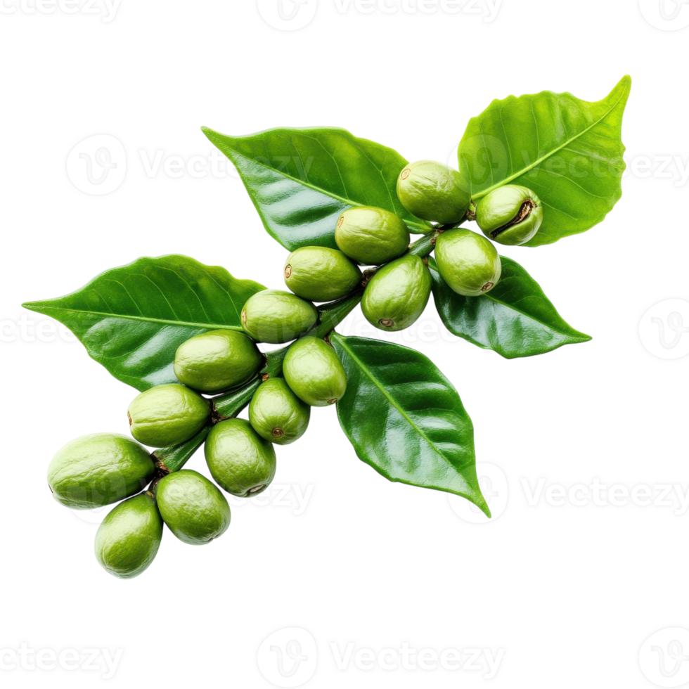 Green Coffee Beans Branch on transparent background. png