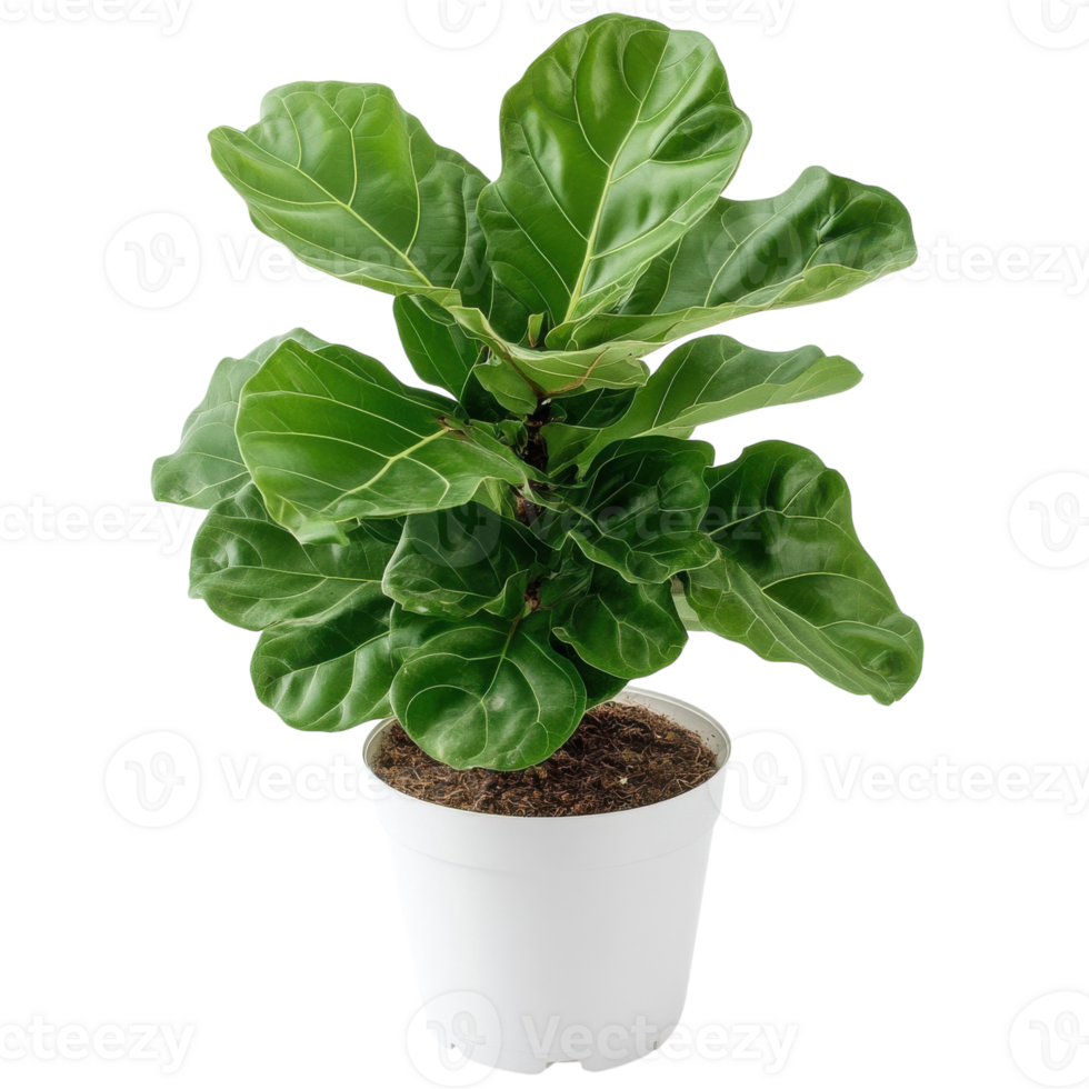 Fiddle Leaf Fig Plant White Pot on transparent background. png