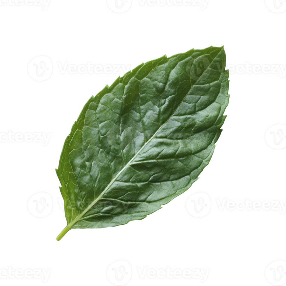 Fresh Mint Leaf Close up on transparent background. png