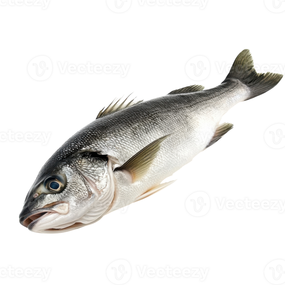 Fresh Sea Bass on White on transparent background. png