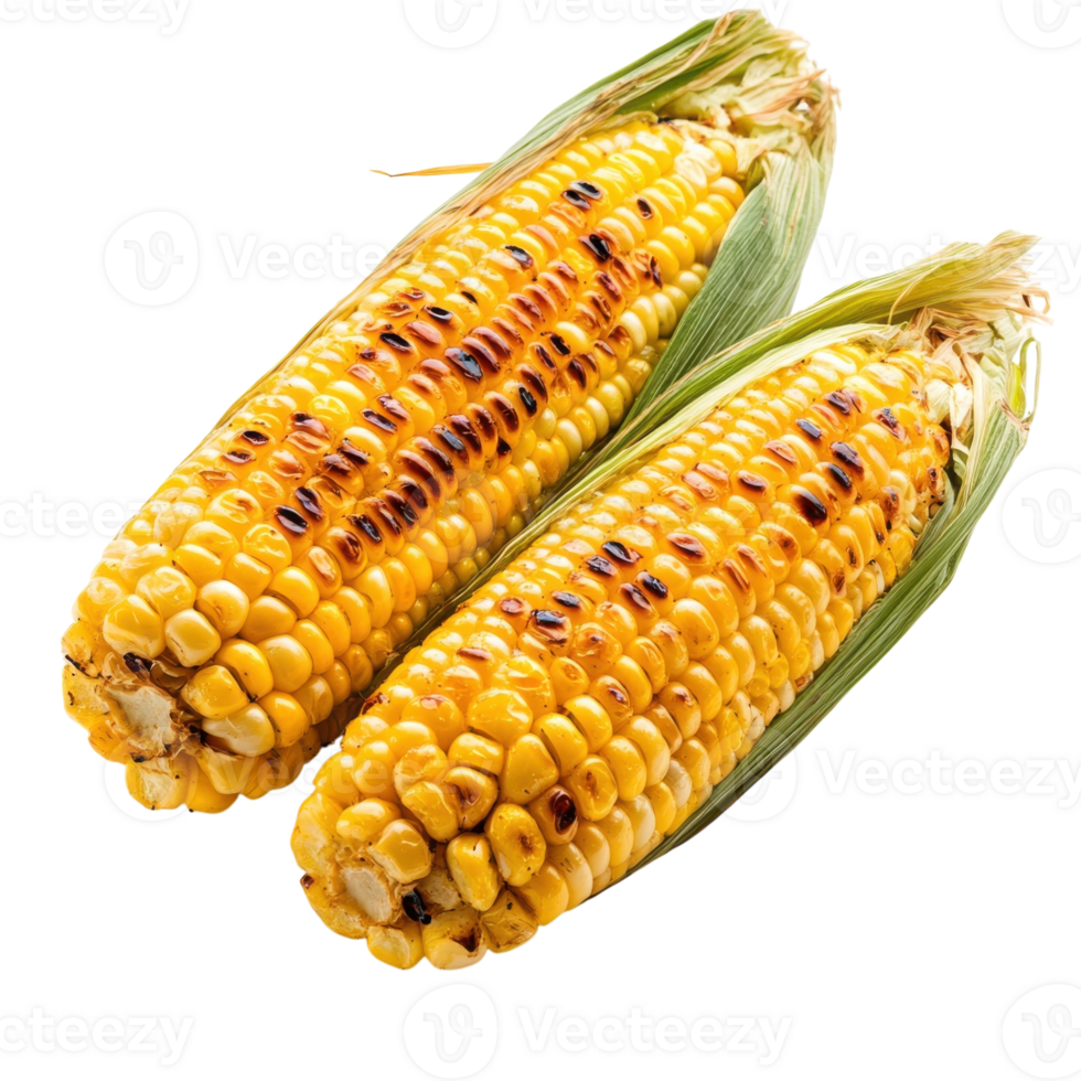 Grilled Corn on White Background on transparent background. png