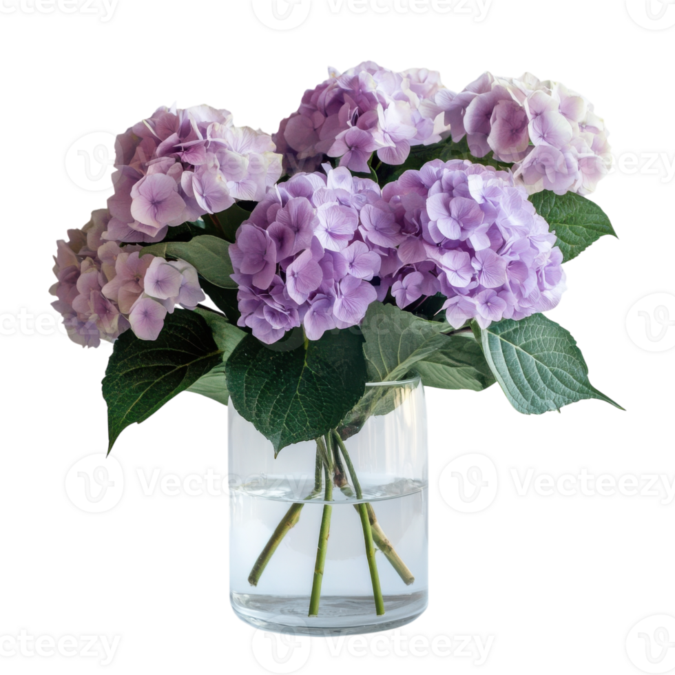 Hydrangea Blooms in Glass Vase on transparent background. png