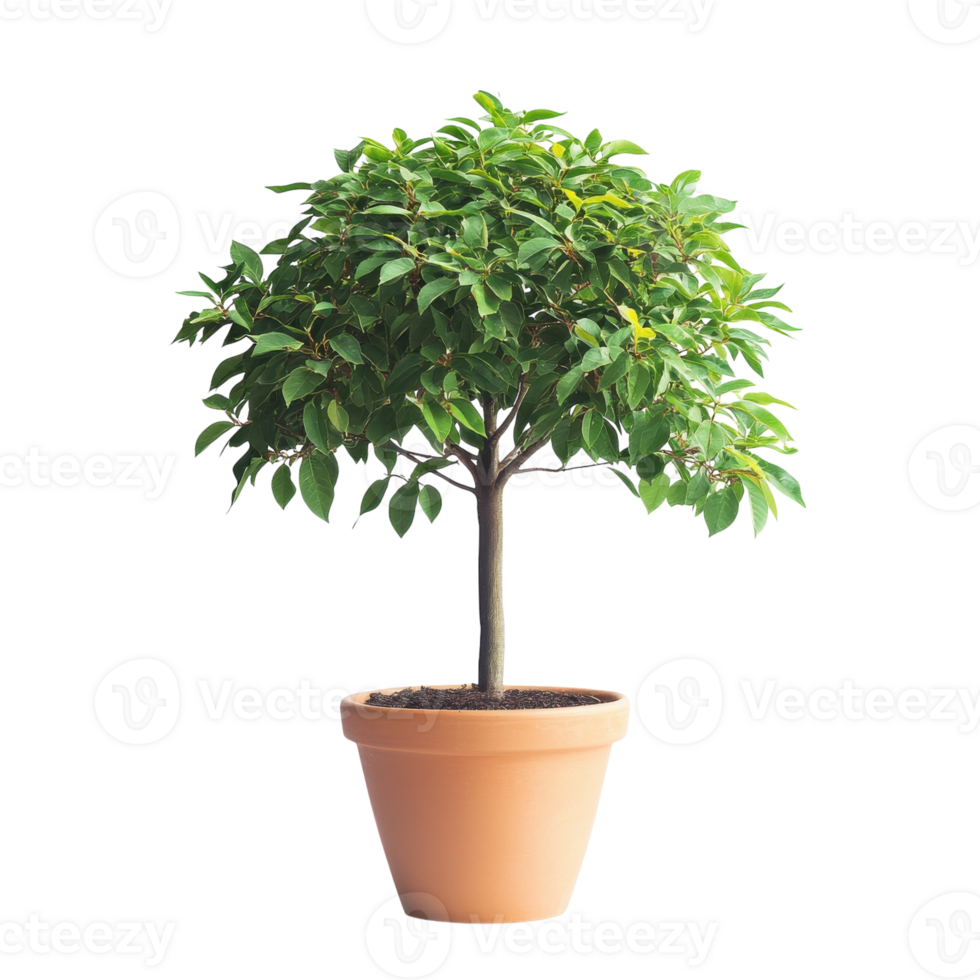 Potted Tree White Background on transparent background. png