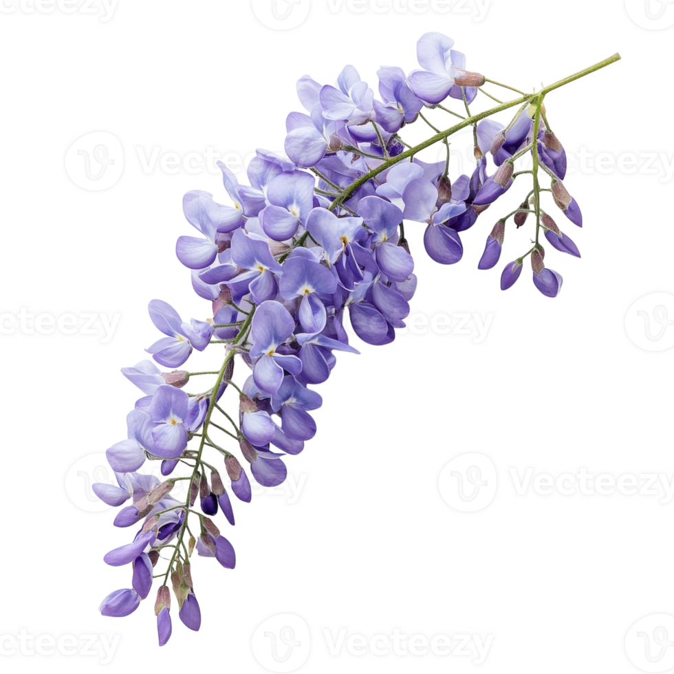 Wisteria Flower White Background on transparent background. png