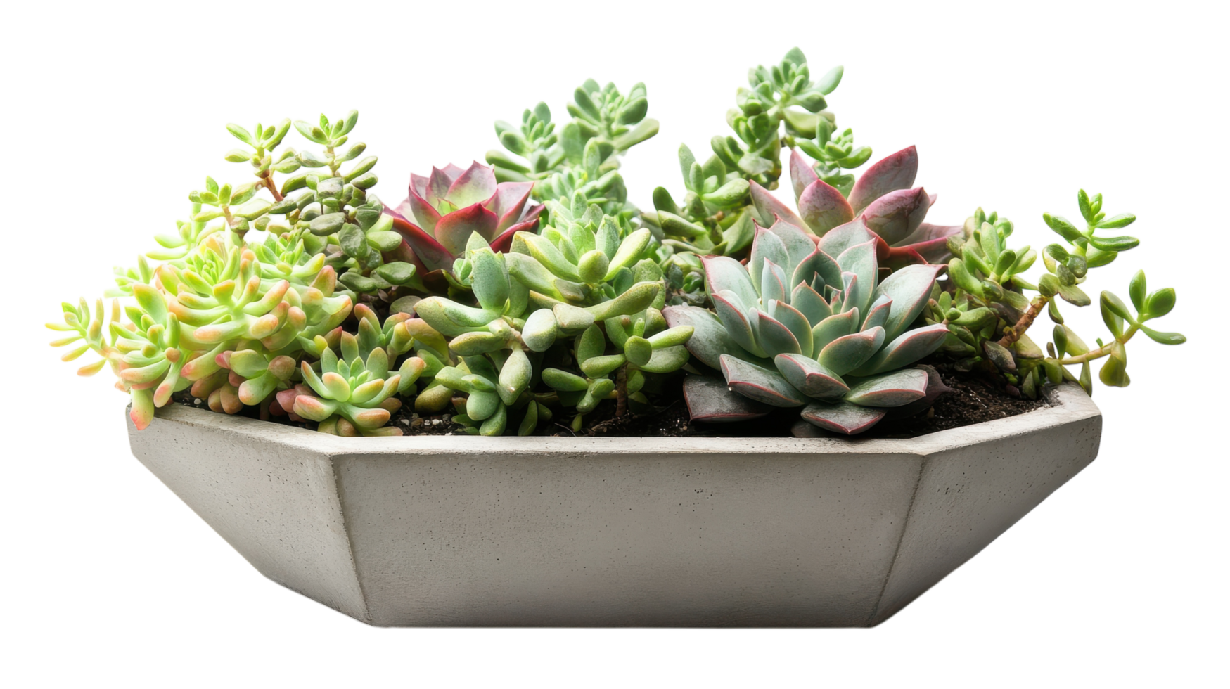 A vibrant arrangement of assorted succulents in a chic hexagonal planter showcasing their unique textures and colors. png