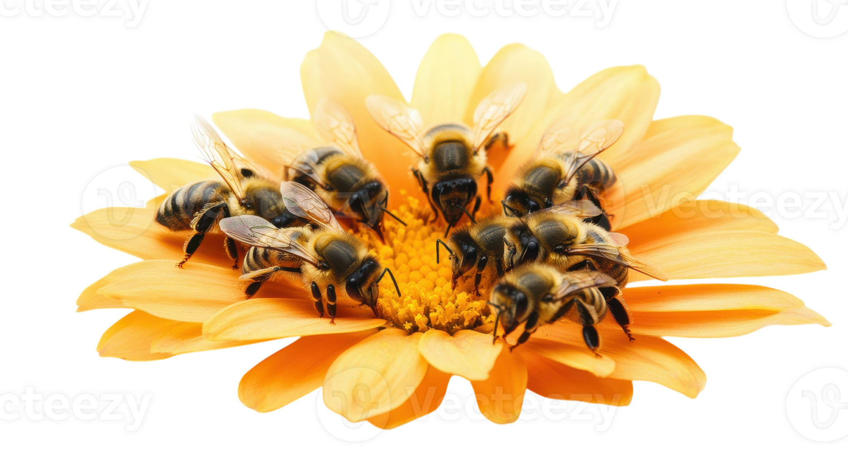 Bees gathering nectar on a vibrant yellow flower in a sunny garden during springtime. png