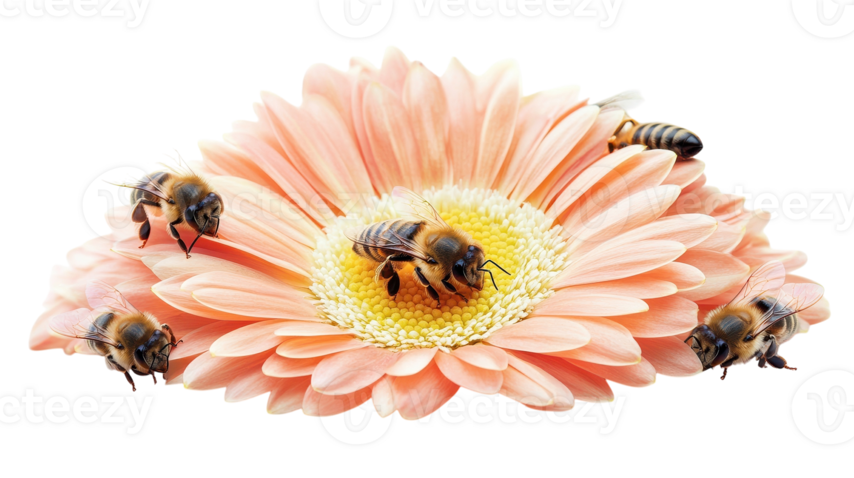 Bees collecting nectar from a pink gerbera daisy in a natural garden setting during a sunny day in spring. png
