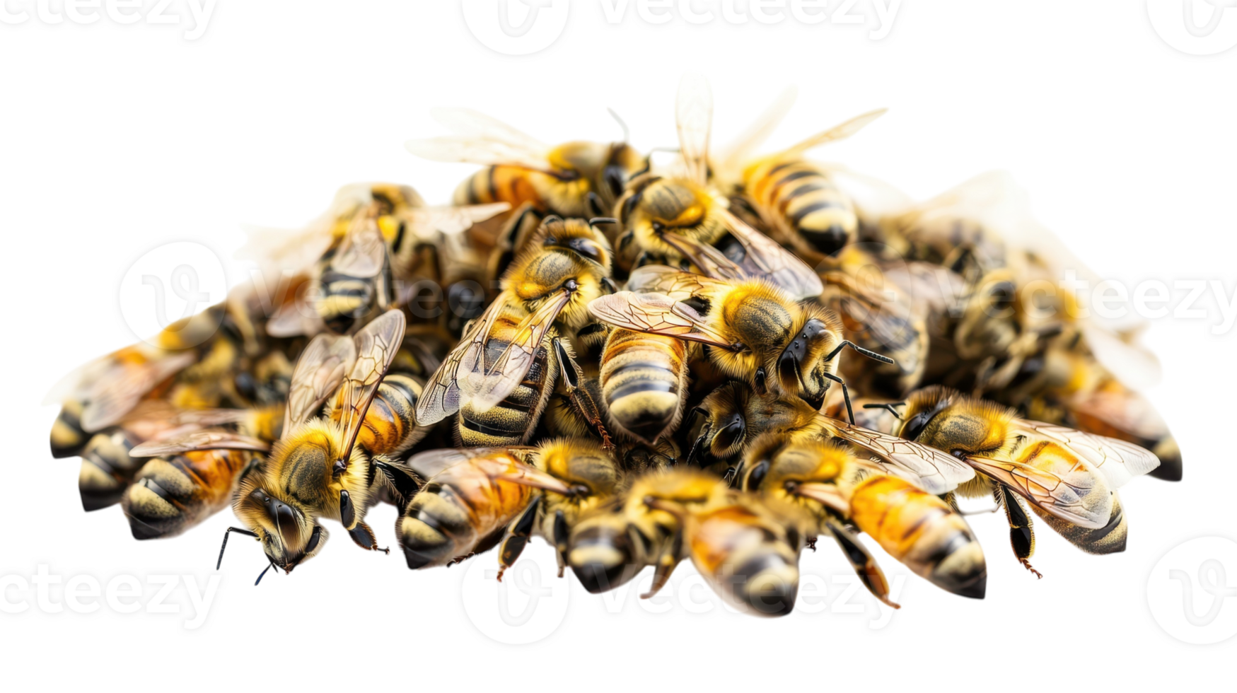 A close-up view of a swarm of bees gathered together on a transparent background, showcasing their vibrant colors and intricate details. png