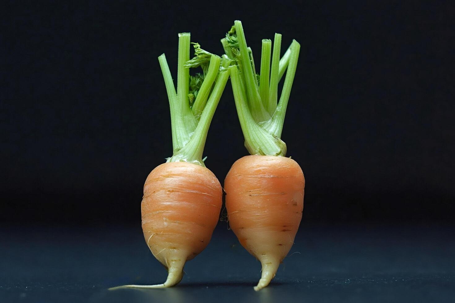 Two fresh carrots standing on black background photo