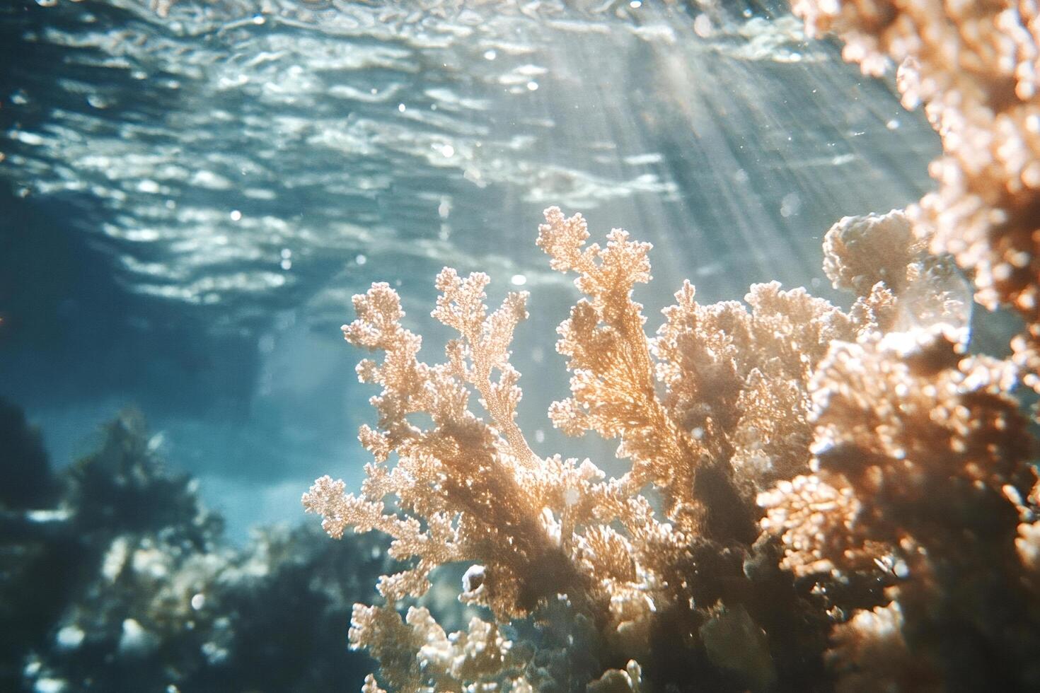 Sunlight filtering through water illuminating coral reef photo
