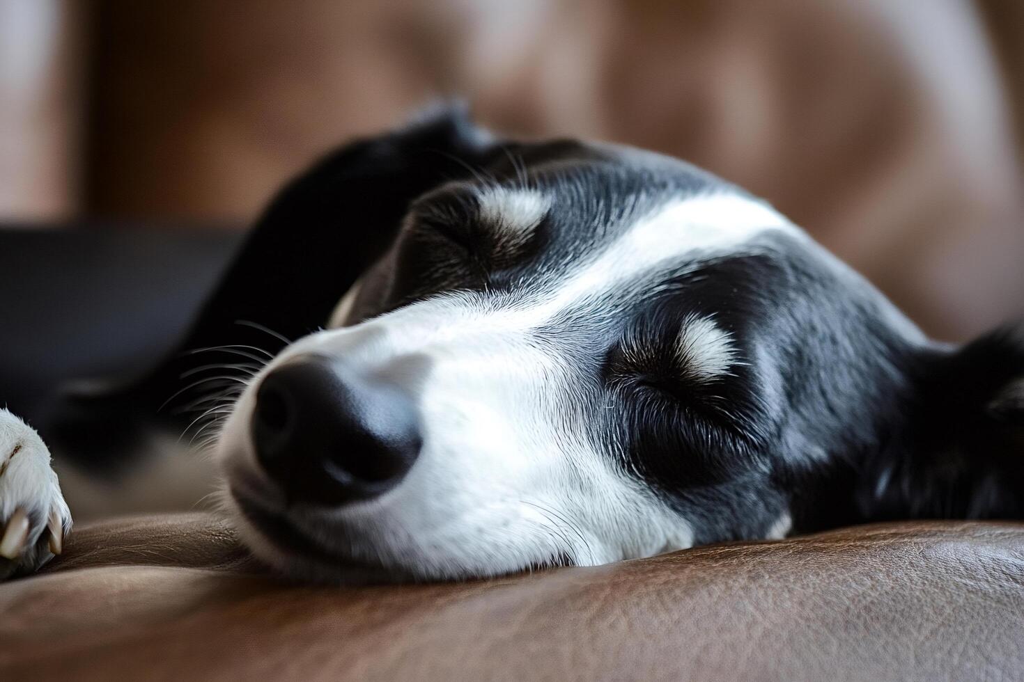 Cute dog sleeping peacefully on brown leather sofa photo
