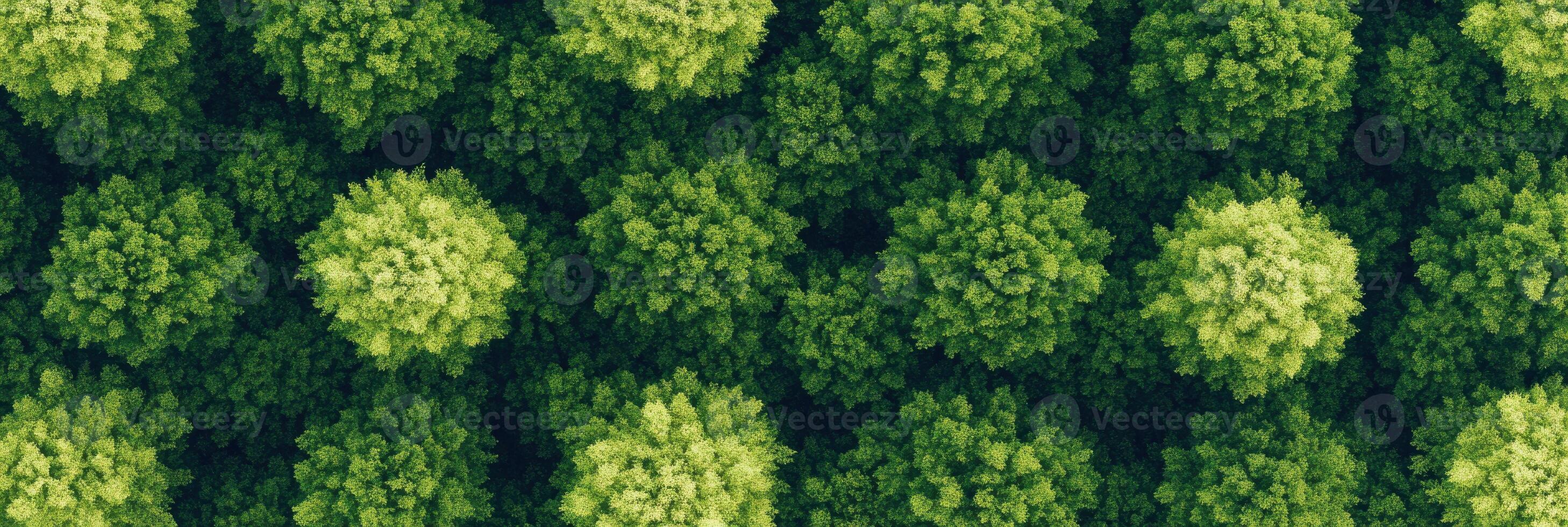 Aerial view of lush green tree canopy in forest landscape from above photo