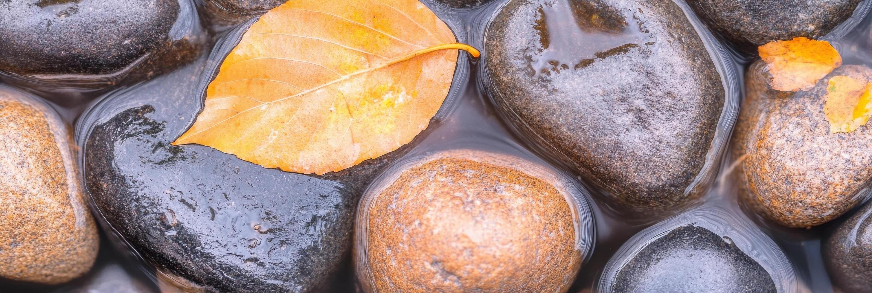 Autumn leaf on wet river stones capturing the serenity of nature's palette photo
