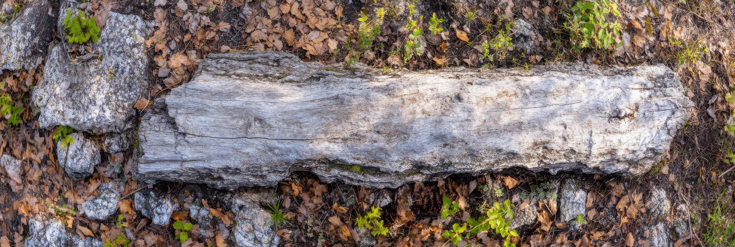 Weathered tree trunk amidst forest floor with fallen leaves and moss photo