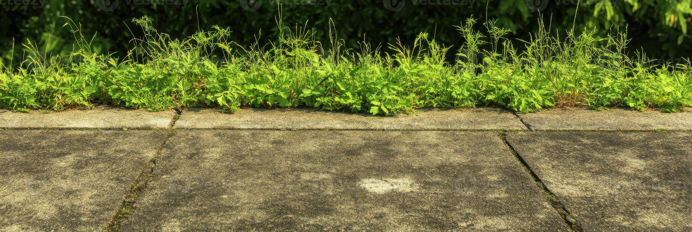 Green weeds growing on weathered concrete pavement near lush greenery photo