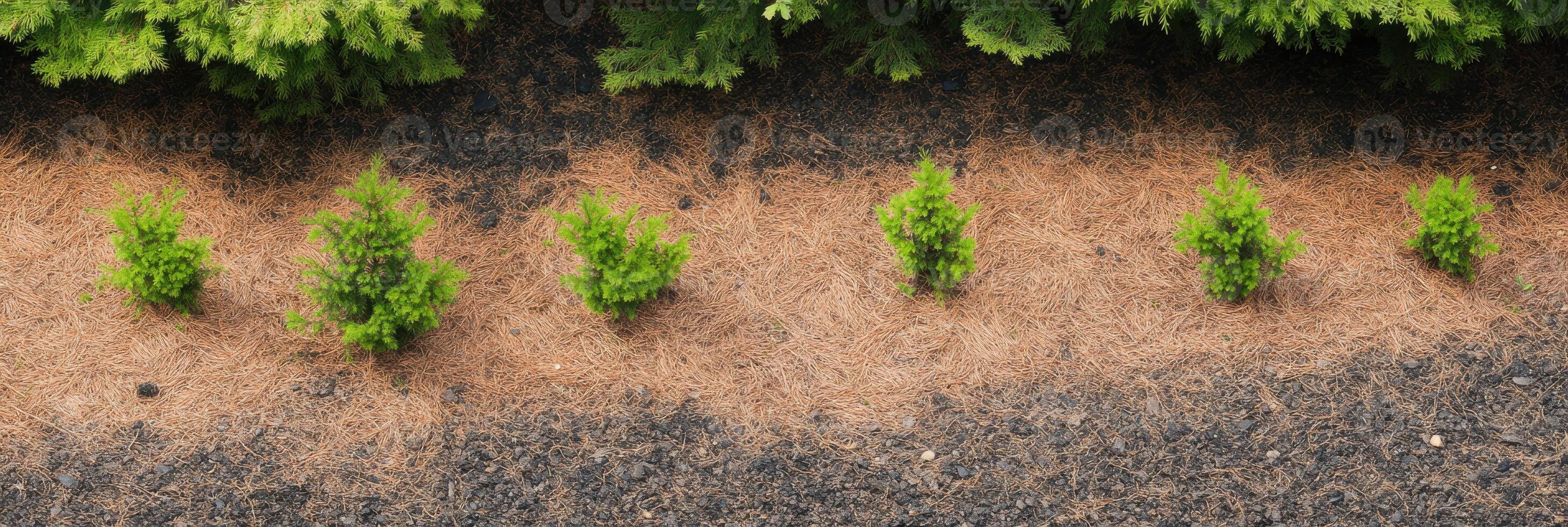 Young evergreen trees planted in a neat row on mulch with lush green background photo