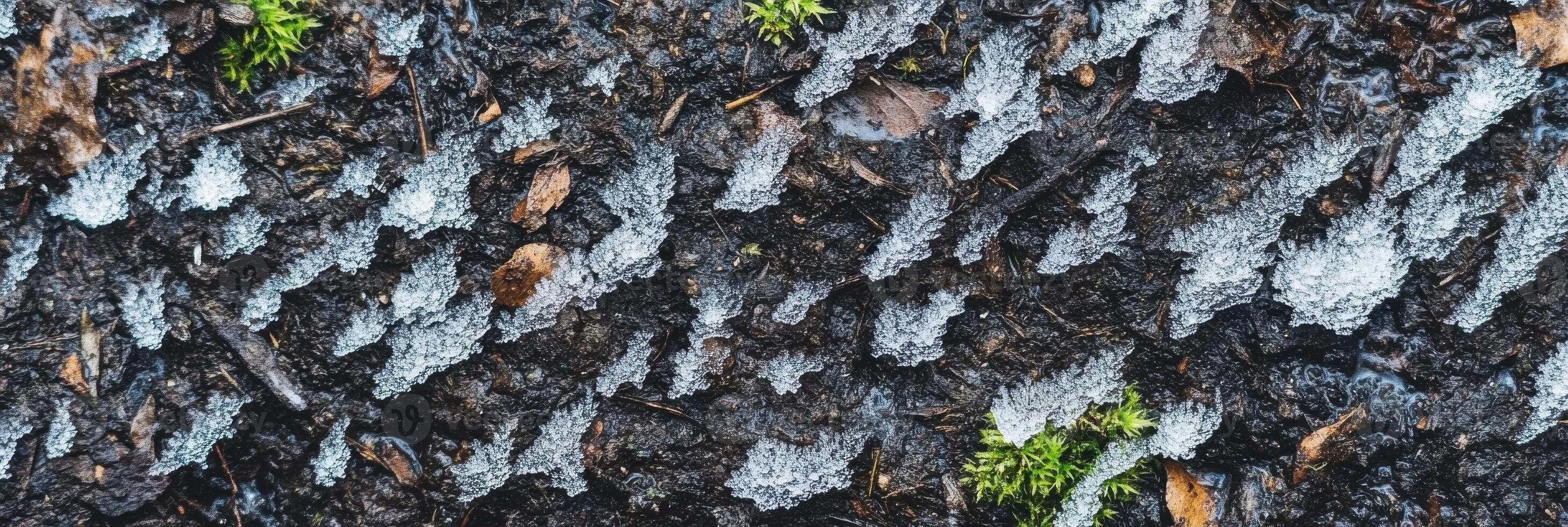 Textured earth with melting snow and emerging greenery in early spring photo