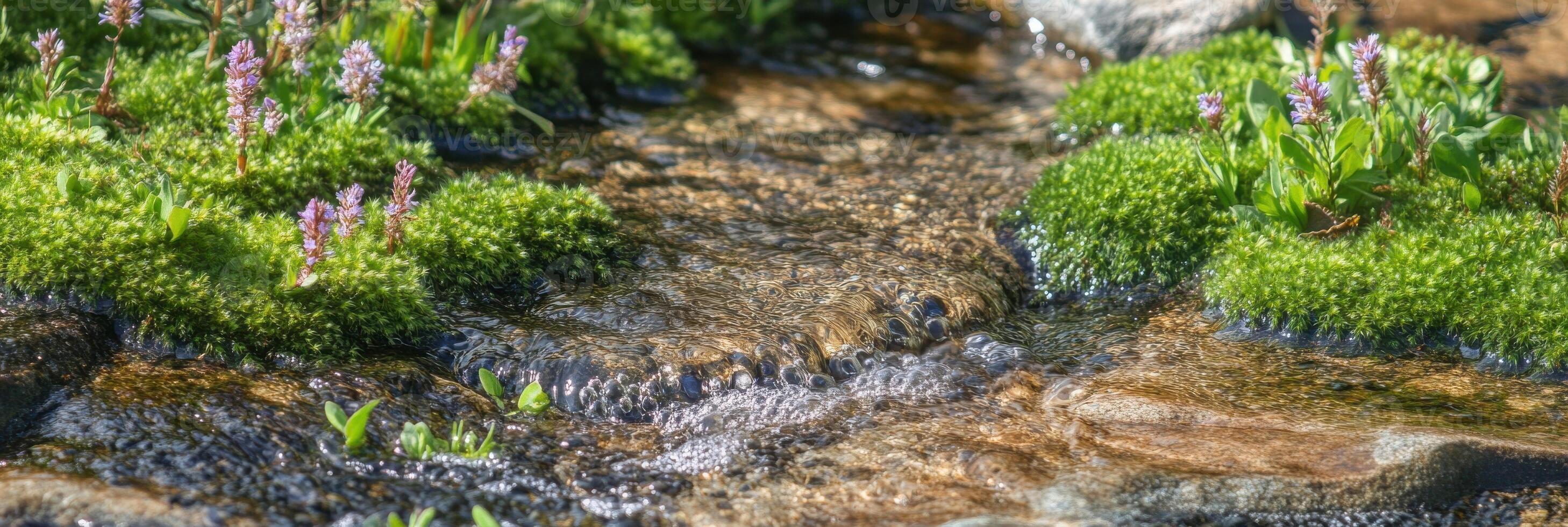 Clear stream flowing through lush green moss and flowering plants photo