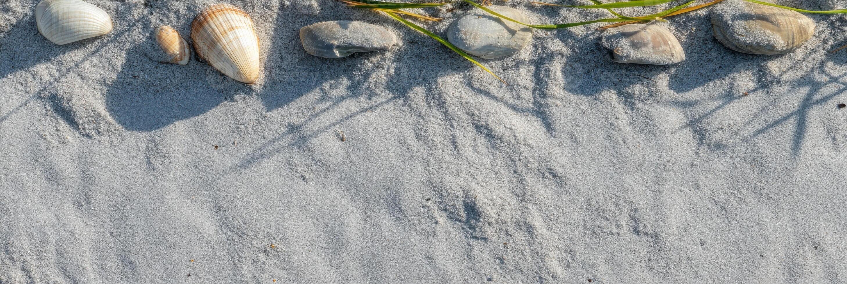 Coastal shells and pebbles on sandy beach with natural textures and shadows photo