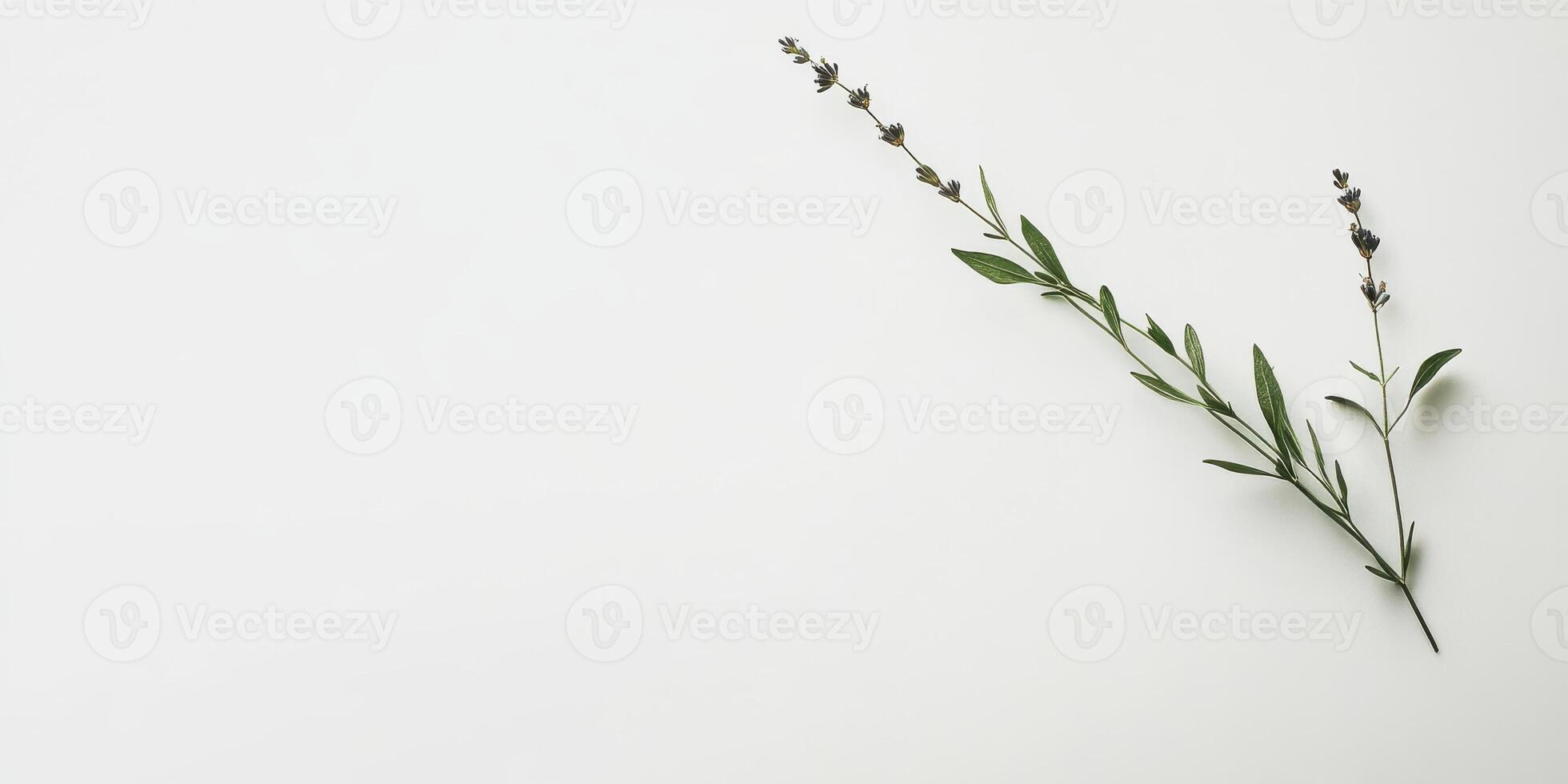 Minimalist lavender sprig on white background reflecting simplicity and calmness photo