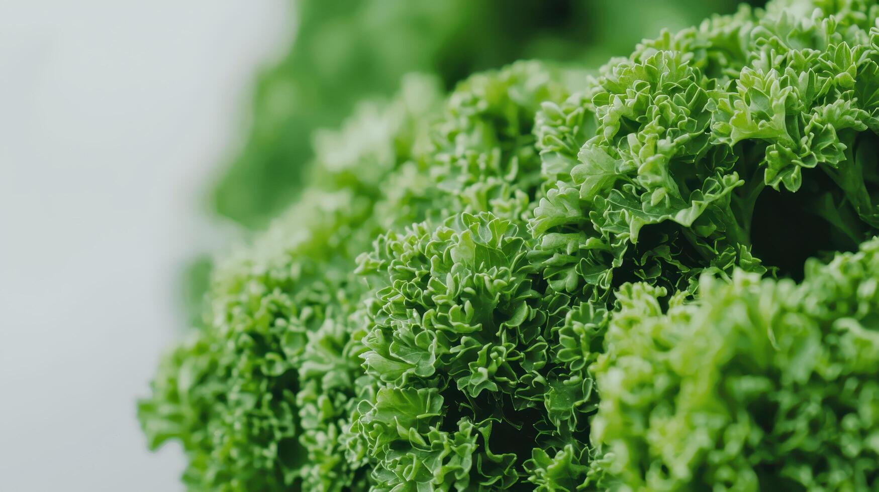 Lush Green Parsley Close Up Vibrant Fresh Herb Texture for Culinary and Healthy Food Backgrounds photo
