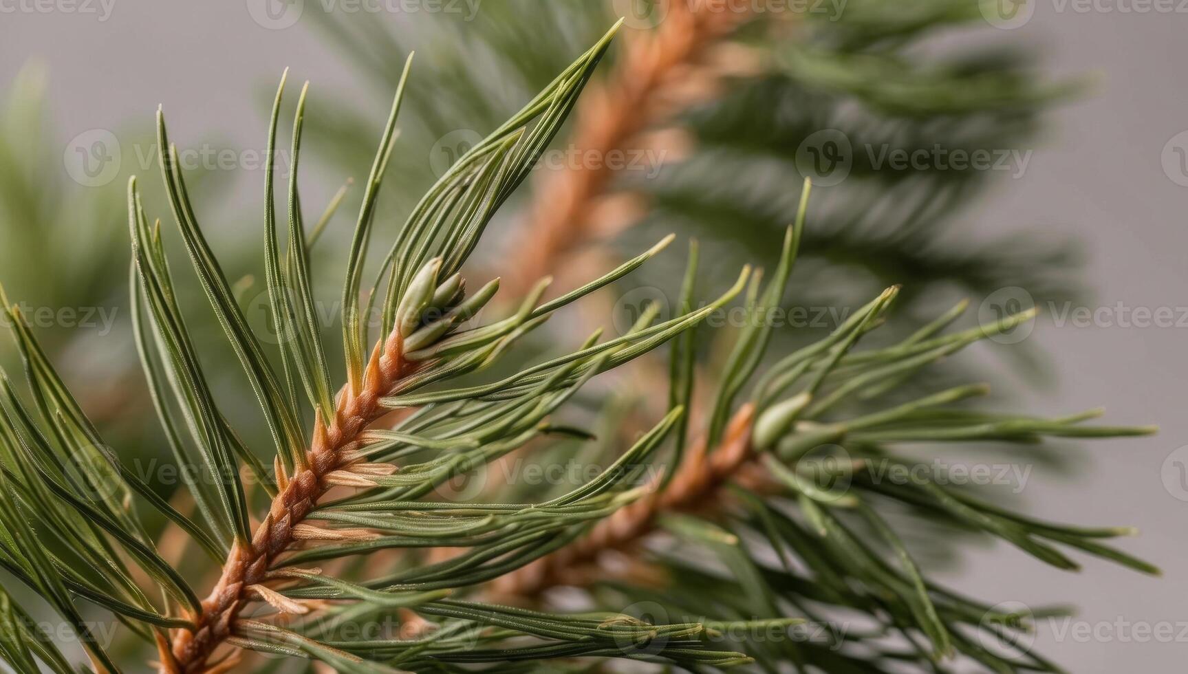 Using pine needle fibers in eco-friendly paper and packaging alternatives supports sustainability and reduces the carbon footprint of conventional materials. photo
