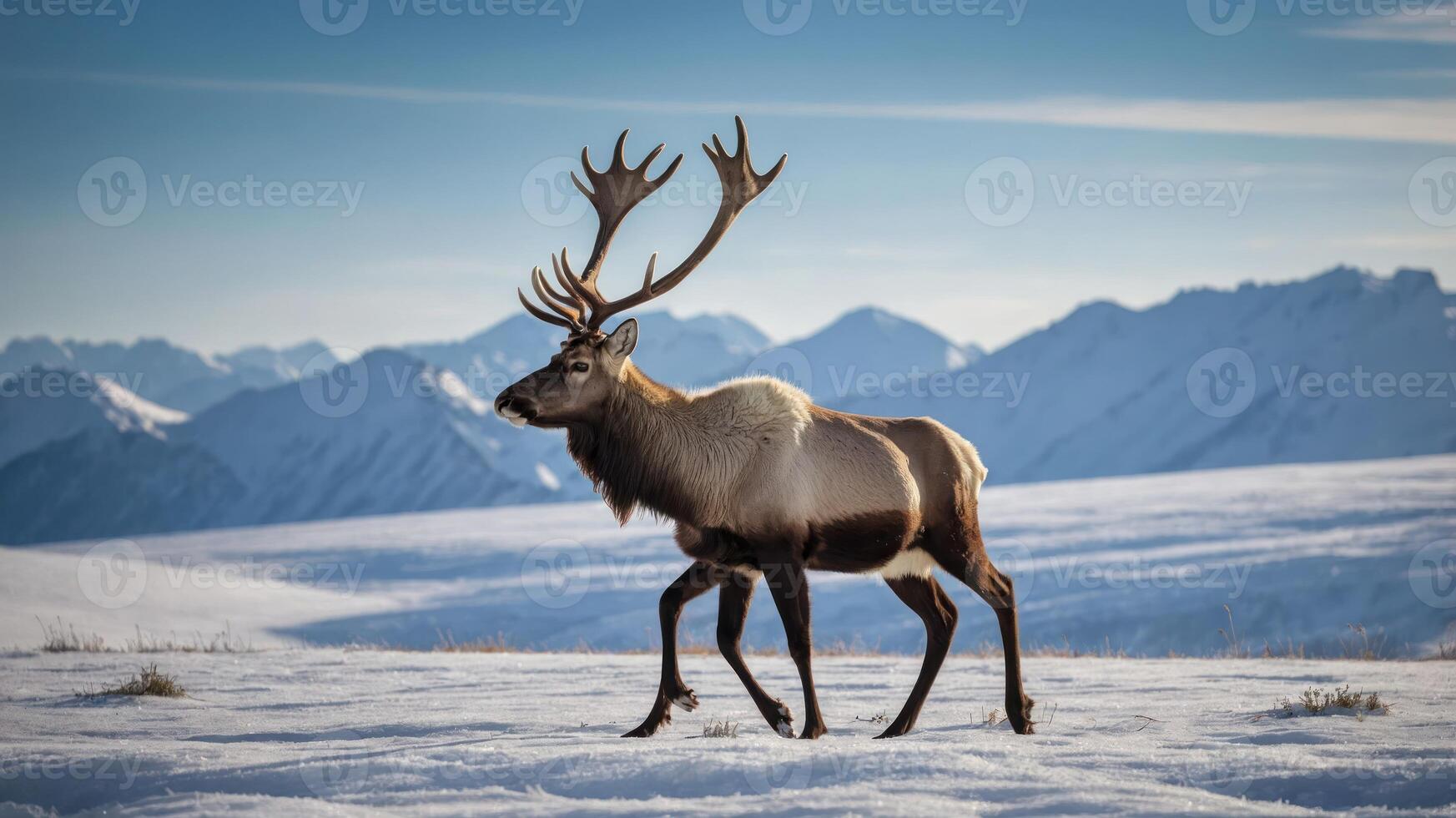 A majestic reindeer walking across a snowy landscape with mountains in the background. photo