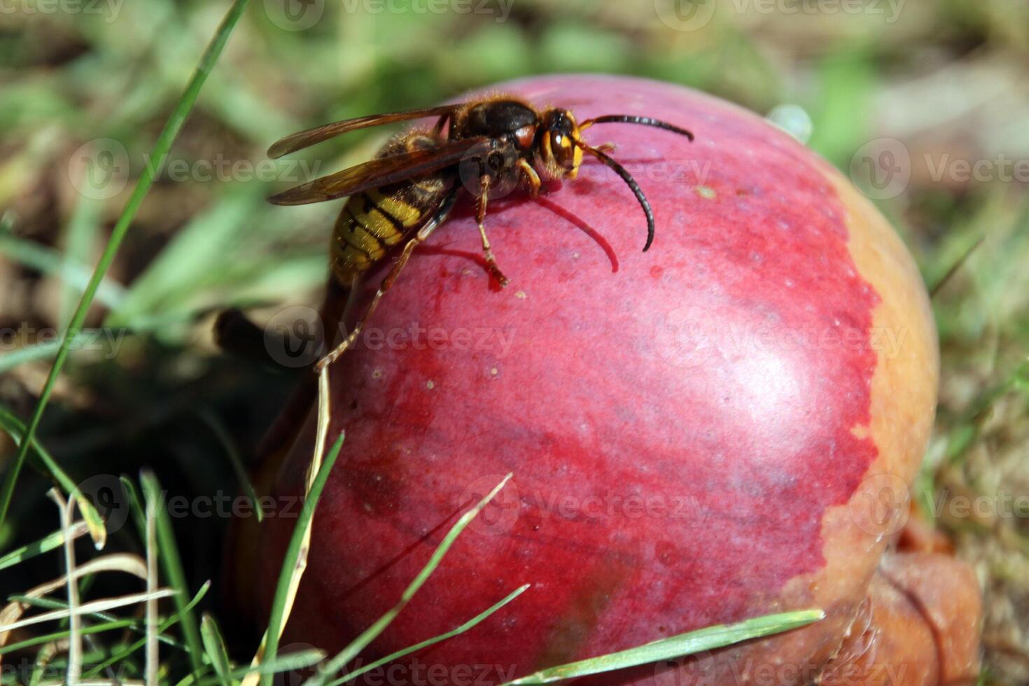 A wasp on a red apple photo