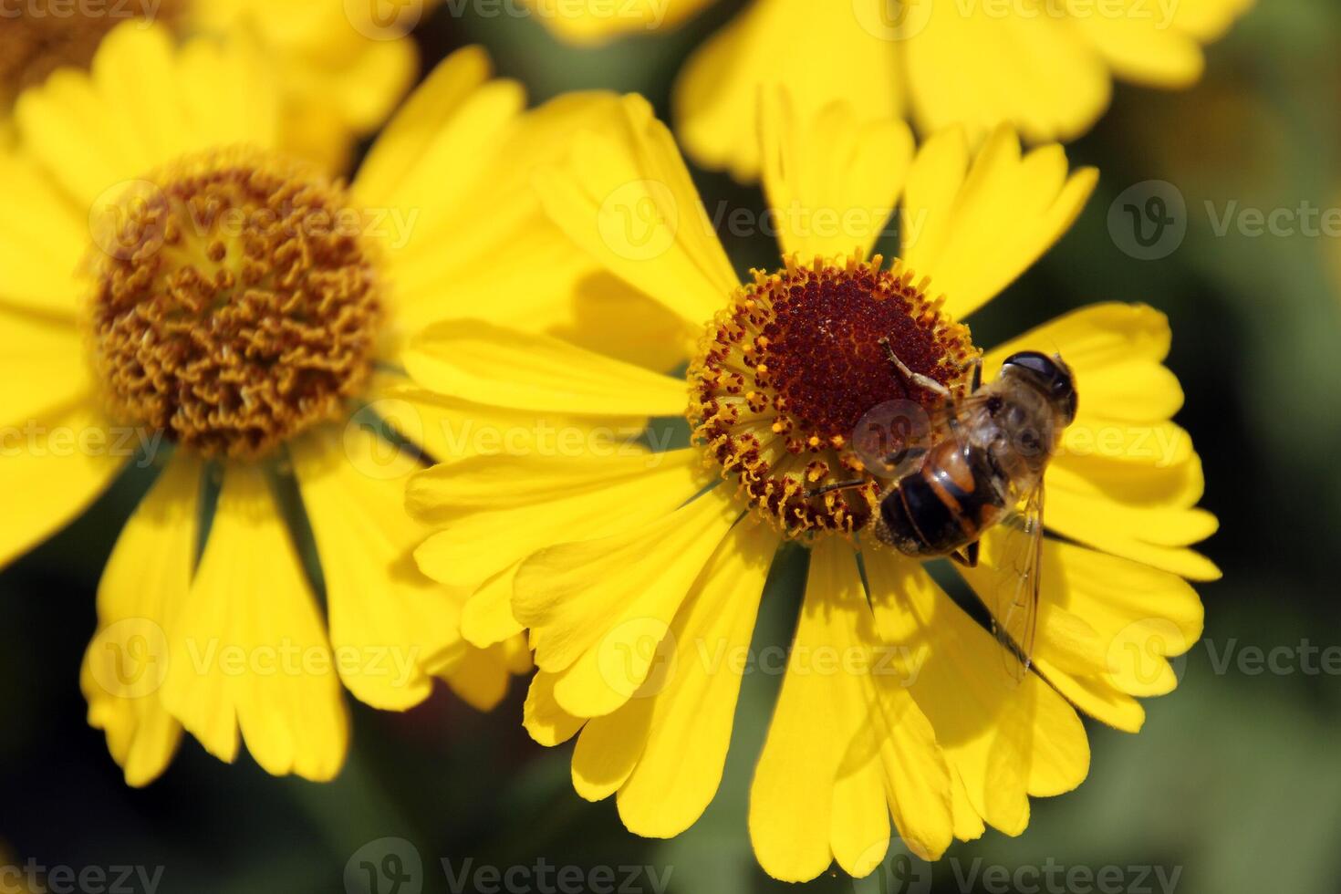 A bee is on a yellow flower with a red center photo