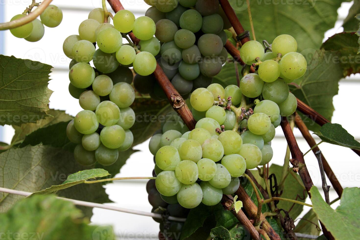 A bunch of grapes hanging on a vine photo