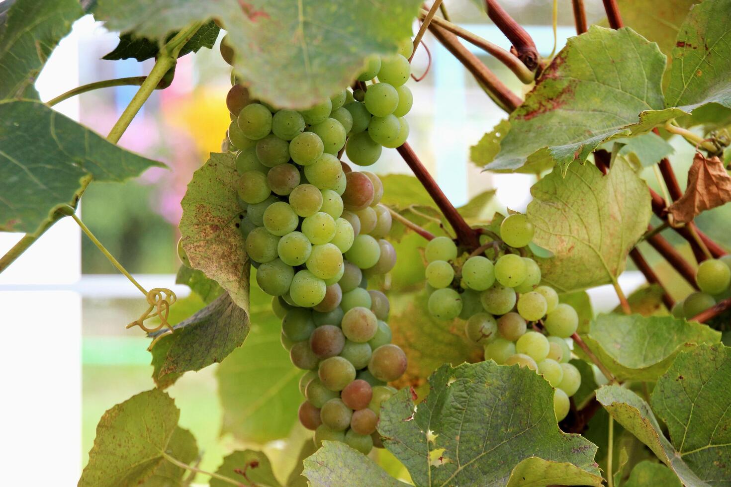 A bunch of grapes hanging on a vine photo